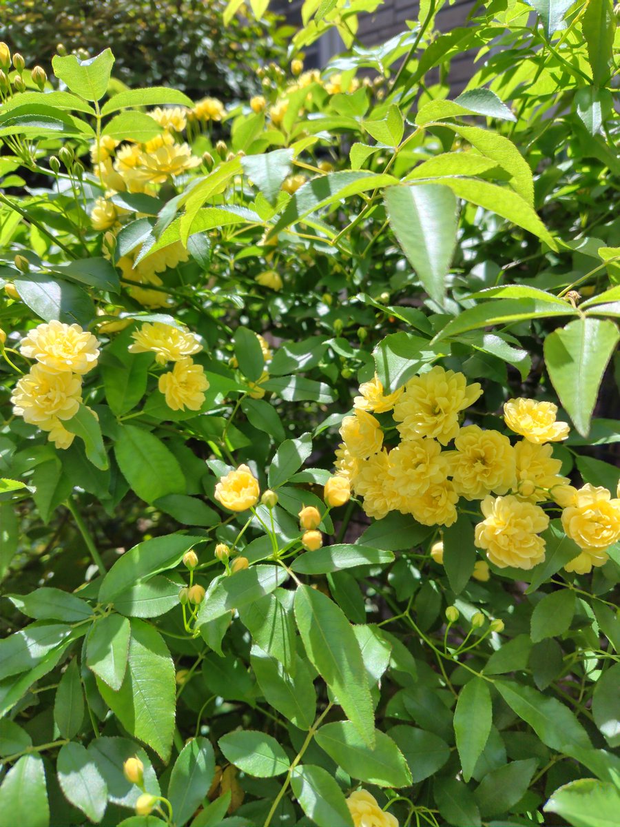 くららん tweet media