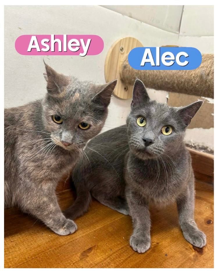 They lost their home… but not each other 🩶

Alec (2.5) + Ashley (3) are a bonded pair with the sweetest connection. He’s affectionate &amp; devoted, she’s a gentle lap-loving cuddlebug—together they’re everything.

Double the love. One adoption 🩶