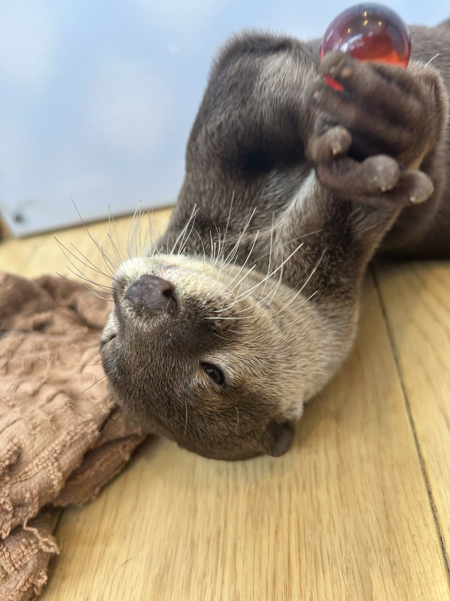 大きなビー玉だね(*^^*) #カワウソカフェ #カワウソカフェharry