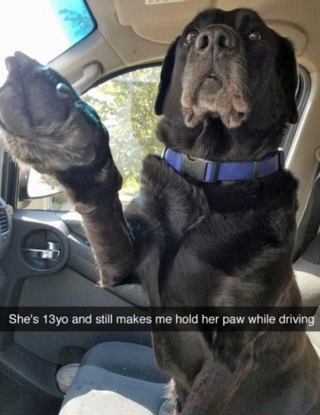 everythingdogss's tweet image. 