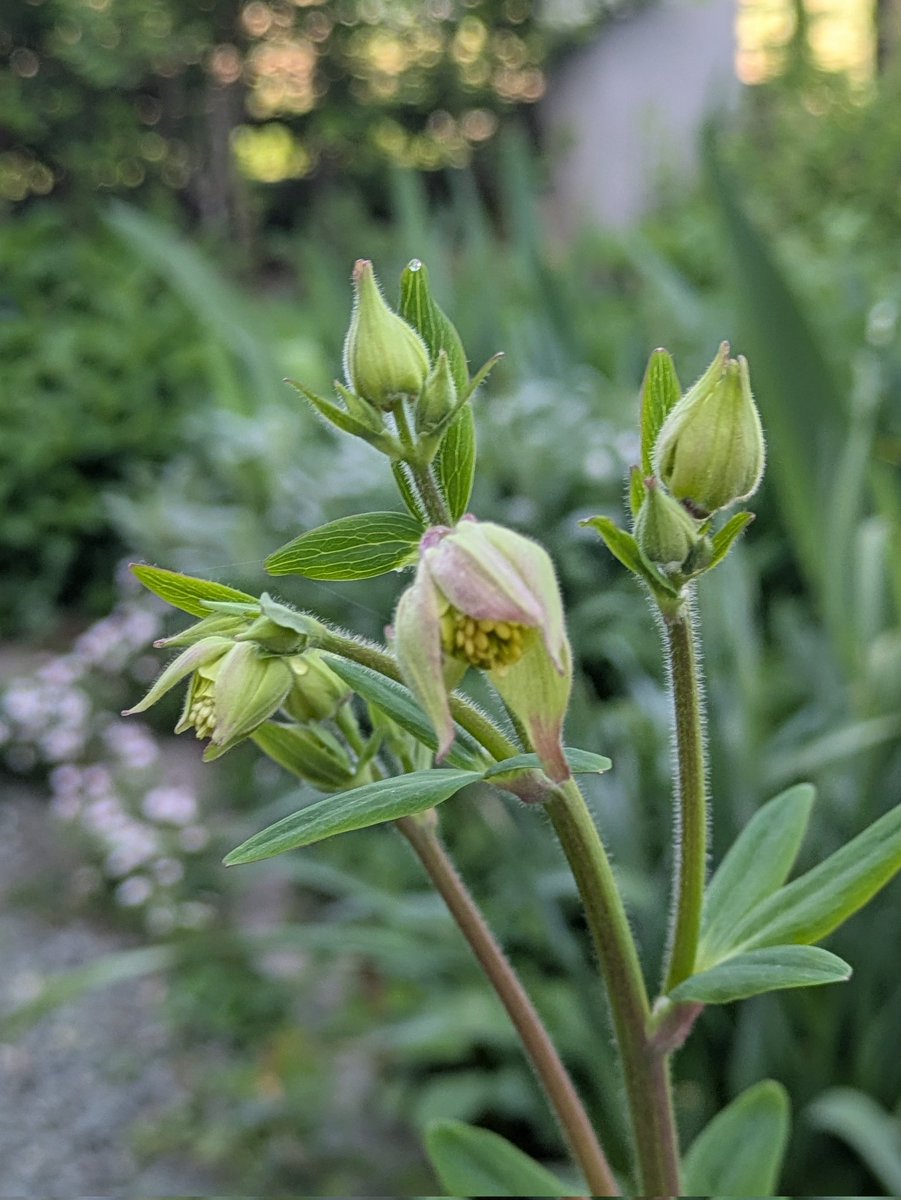 かむきち tweet media