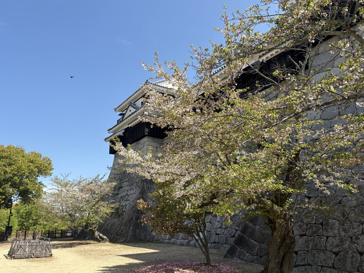 スタジオこすみっと／こすみっと【公式】 tweet media