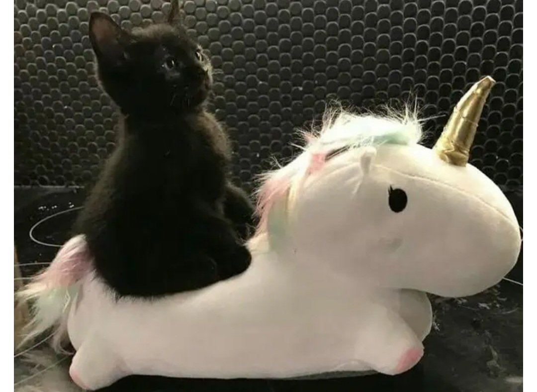 Kornelia E tweet media