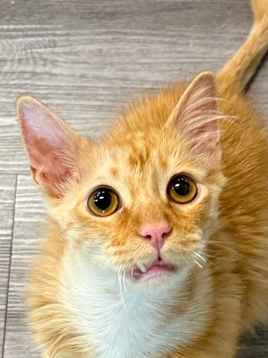 Friends of Bear Cat Rescue tweet media