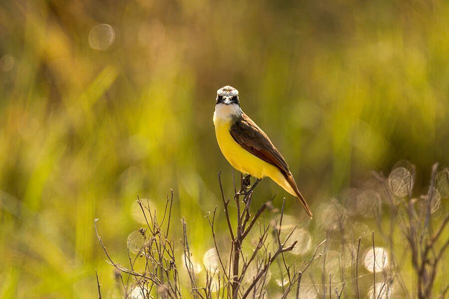 DebraMartz's tweet image. Great Kiskadee Look This Way @DebraMartz
Seen in S Texas in the Estero Llano Grande State Park

 debra-martz.pixels.com/featured/great…

#GreatKiskadee #kiskadee #yellow #bird #birds #aves #avian #BirdLovers #featheredFriends #ornithology #photography #PhotographyIsArt #giftideas #AYearForArt