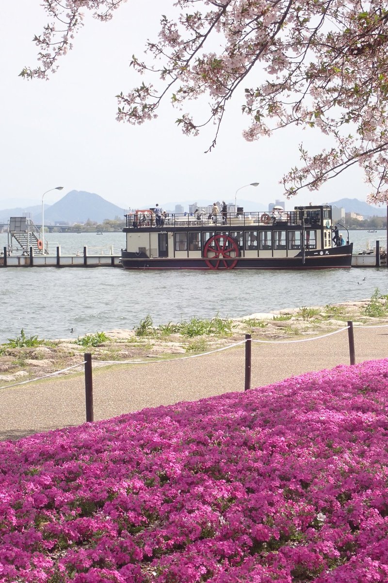 KM1280's tweet photo. 湖岸の芝桜が満開です。
桜もまだ咲いています。 https://t.co/r30jY5RFI3