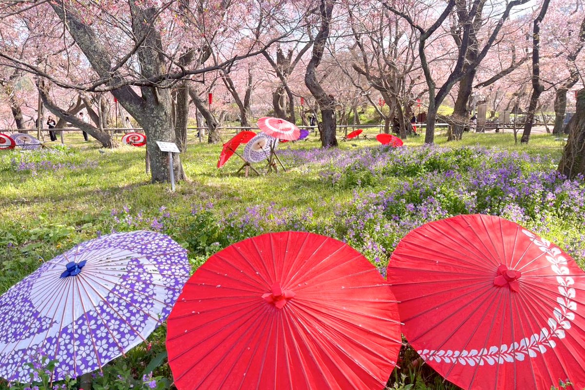 panorama_inashi's tweet photo. ˗ˏˋ 天下第一の桜 🌸 落花さかん ˎˊ˗
春らしい陽気の高遠城址公園
桜色が舞い踊る園内では枝によって
まだまだ可憐に咲くタカトオコヒガンザクラがご覧いただけます
お花の色にも紅さが増してきていますがもう少しだけこの春を楽しみたいと思います
 #高遠城址公園
https://t.co/JOpcTtNPWJ https://t.co/NfS9ptRLM2