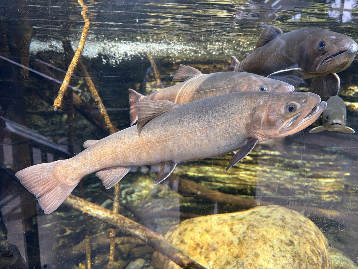 流されカマツカ tweet media