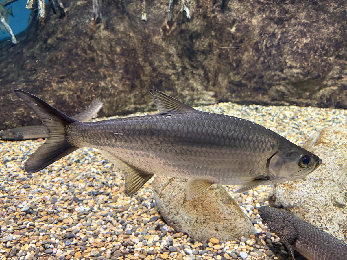 流されカマツカ tweet media