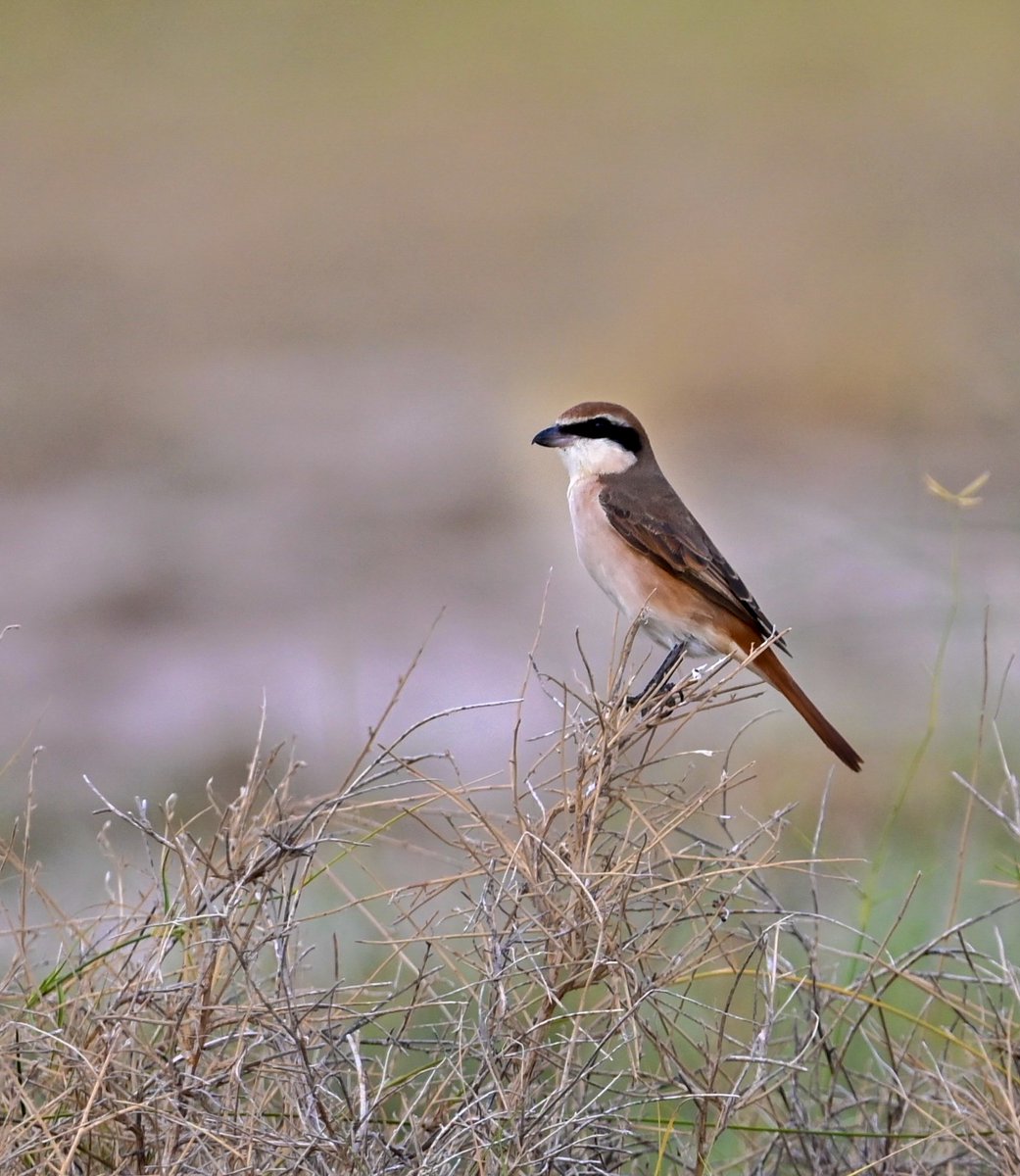 mit_sood's tweet image. #2211 Red-tailed Shrike 

On a very hot day in August she was sitting on a thorny bush out in the open. 

#dailypic #IndiAves #TwitterNatureCommunity #birdwatching