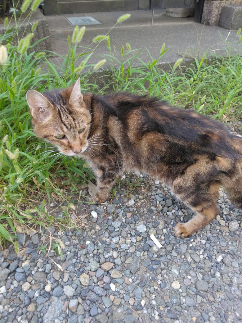 ゼロポコ tweet media