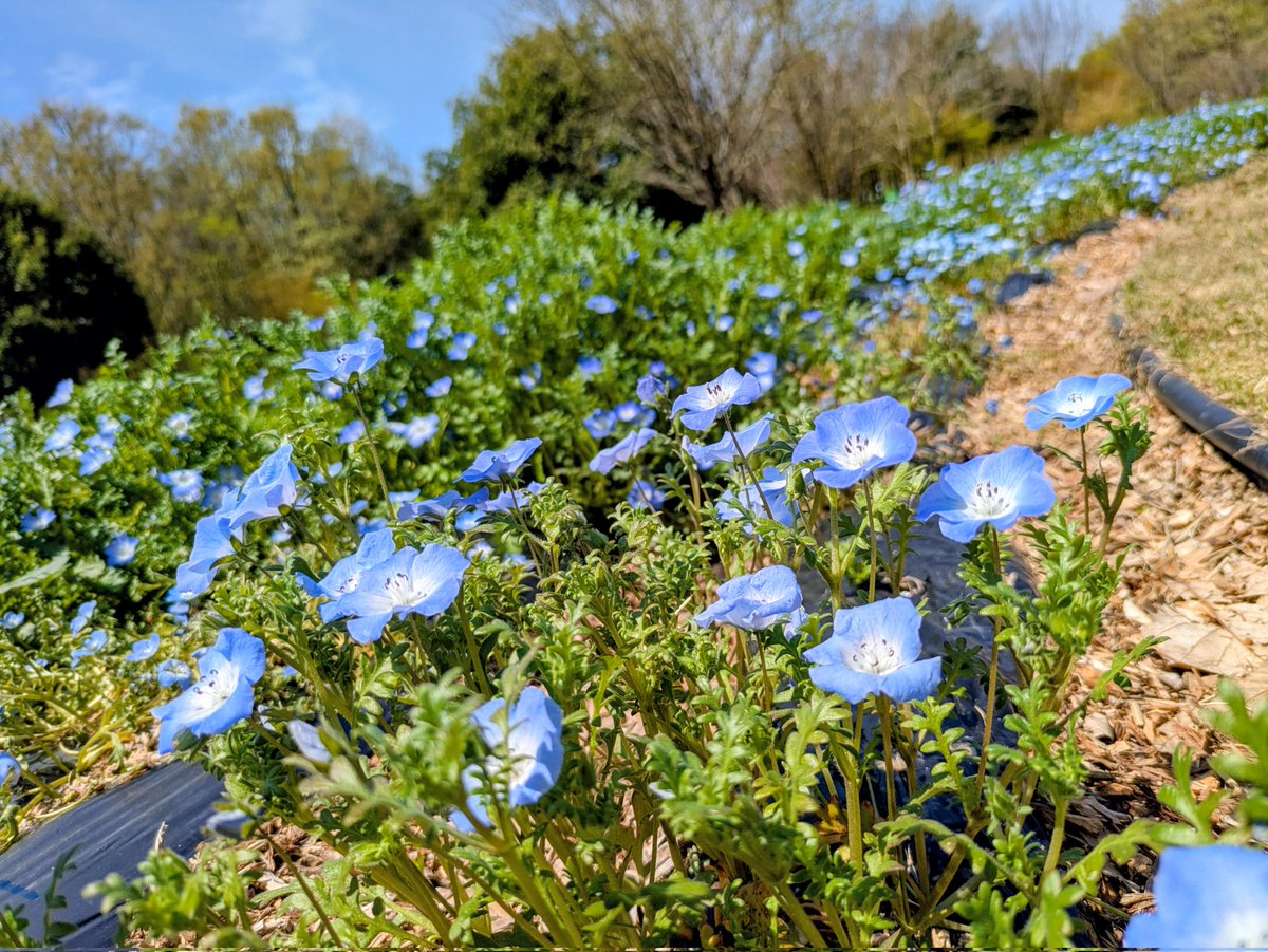 ぶまさん tweet media