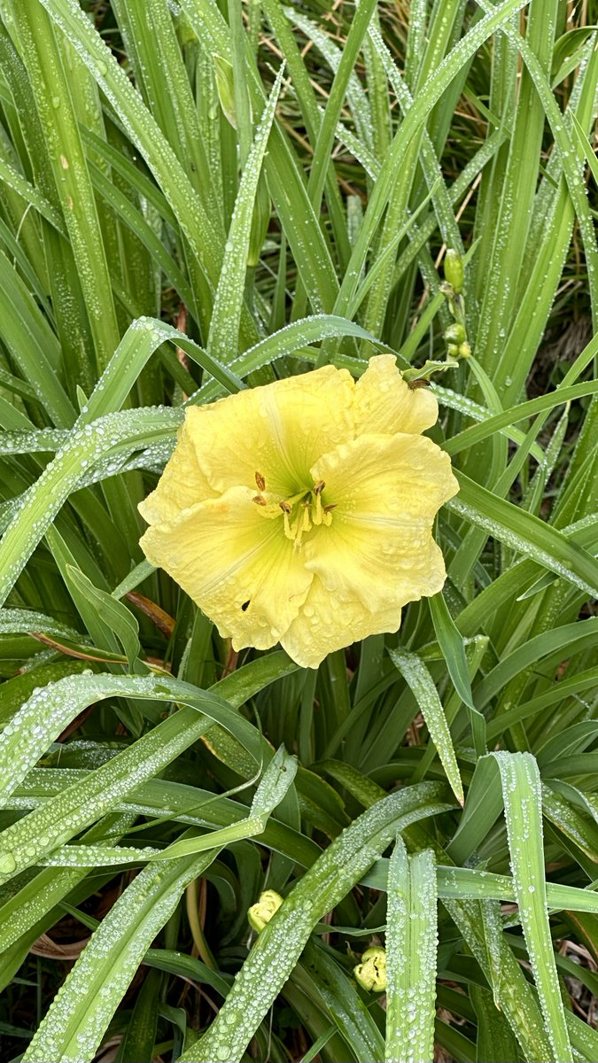 itsme_krrishm's tweet image. Feed the mind good wisdom, 
the body good nutrition, 
the soul good vibes, 
and the heart good love. 

#HappySunday
#SundayYellow 
#KrrishClick