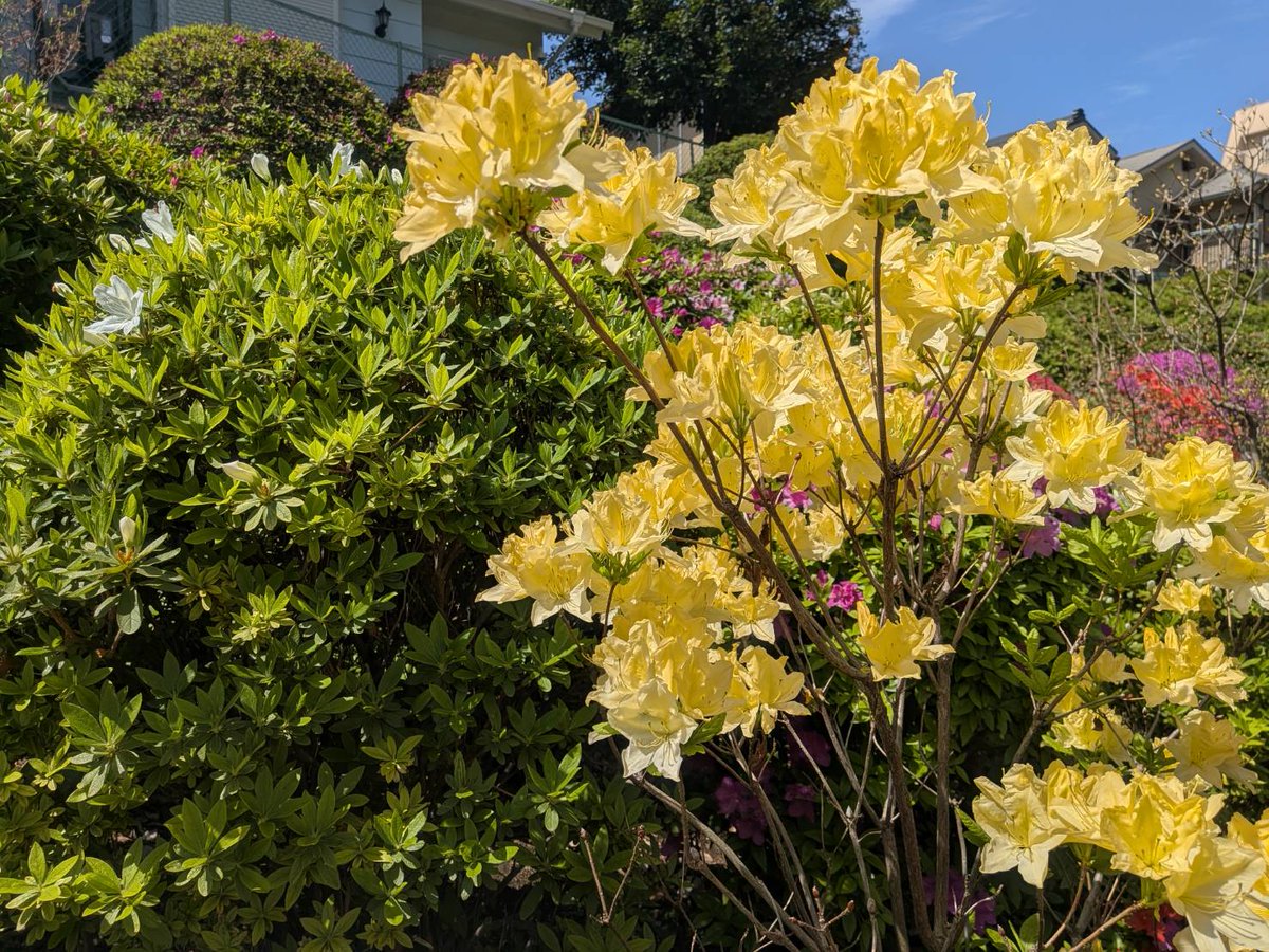 根津神社のつつじまつり、本日4/12のつつじ苑の様子です。色とりどりのつつじの花をお楽しみいただけます🌺☺