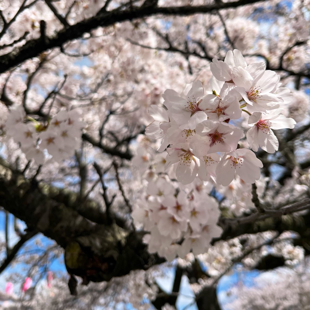 やひろ tweet media