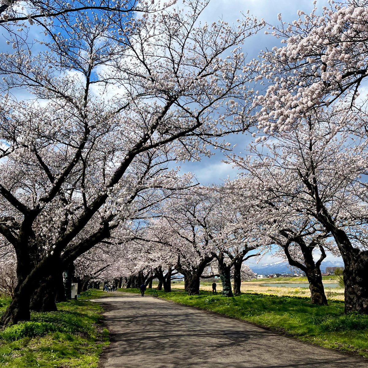 やひろ tweet media