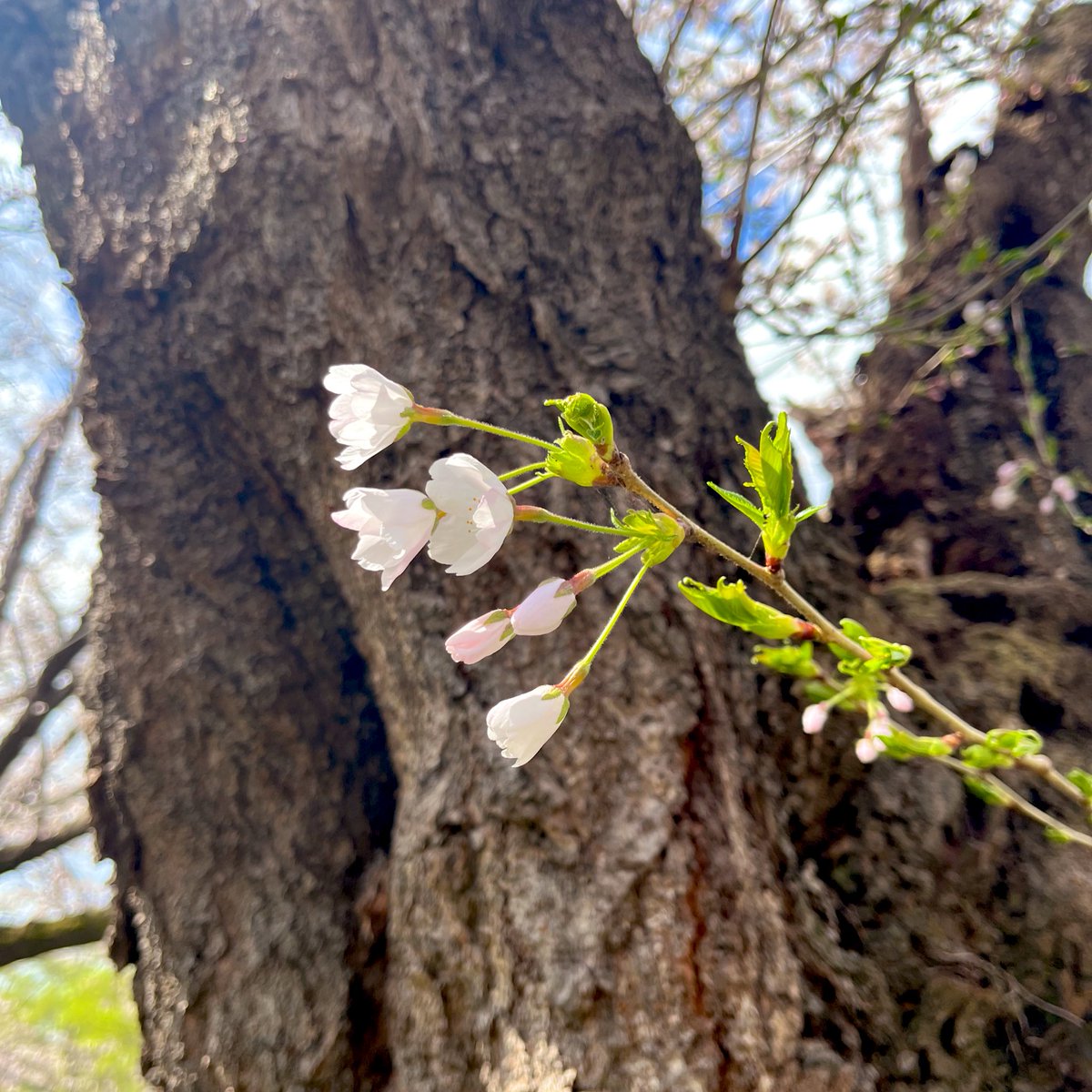 やひろ tweet media