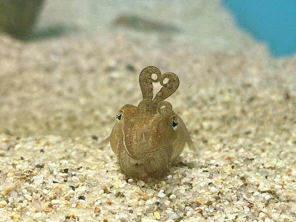 Agent Squid tweet media