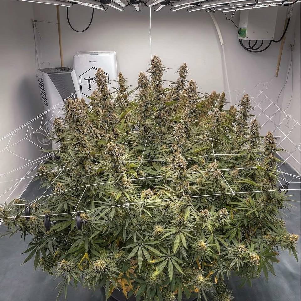 _StonersRUs_'s tweet photo. Everyone should be allowed to grow their own weed 🙌😮‍💨 https://t.co/HSGNvsmr0c