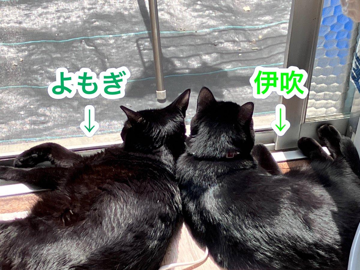 大天使ラファエル tweet media