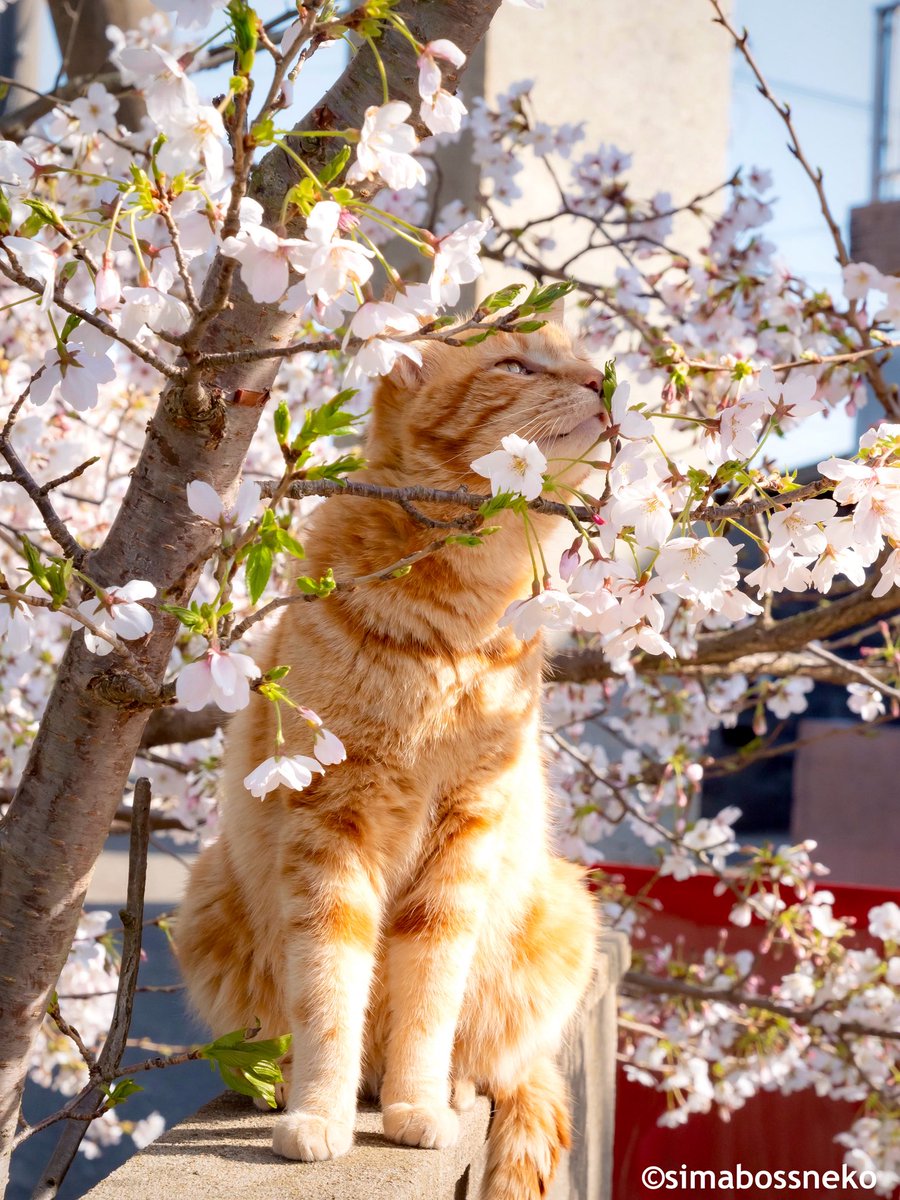 simabossneko 写真集「島にゃんこ」発売中 tweet media