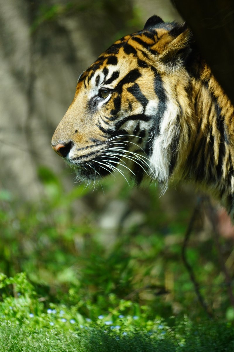 そらまめきなこ tweet media