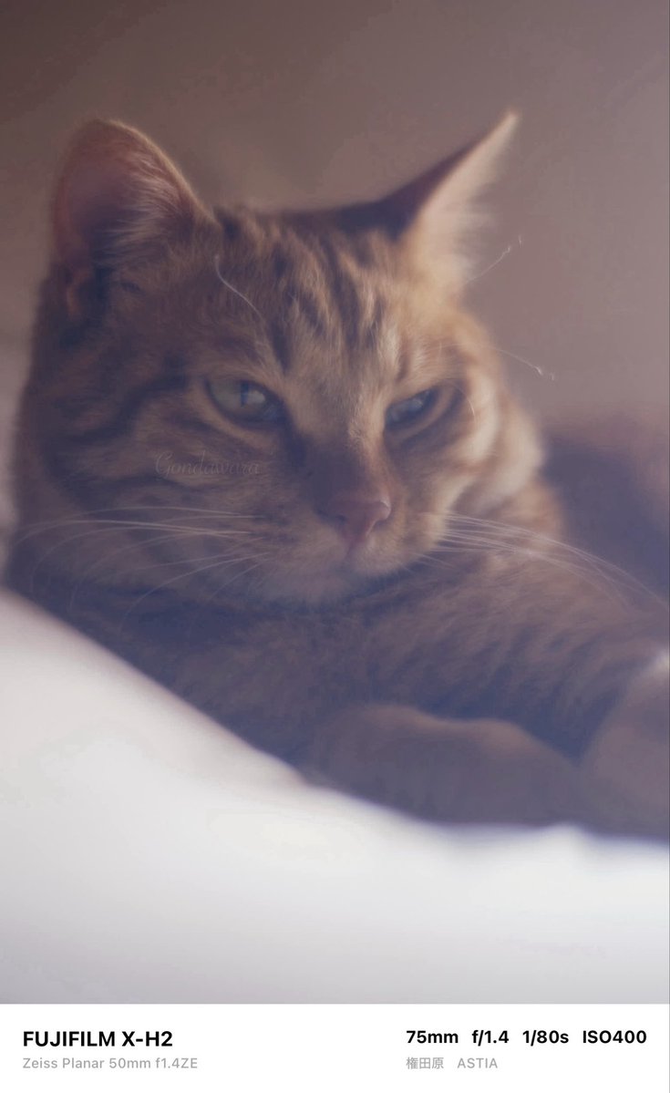 loqg78's tweet image. おはちーたん🍵(つд⊂)ｺﾞｼｺﾞｼ🐈

#fujifilm_xseries #XH2 #Zeiss #Planar50ZE #ノスタルトーン