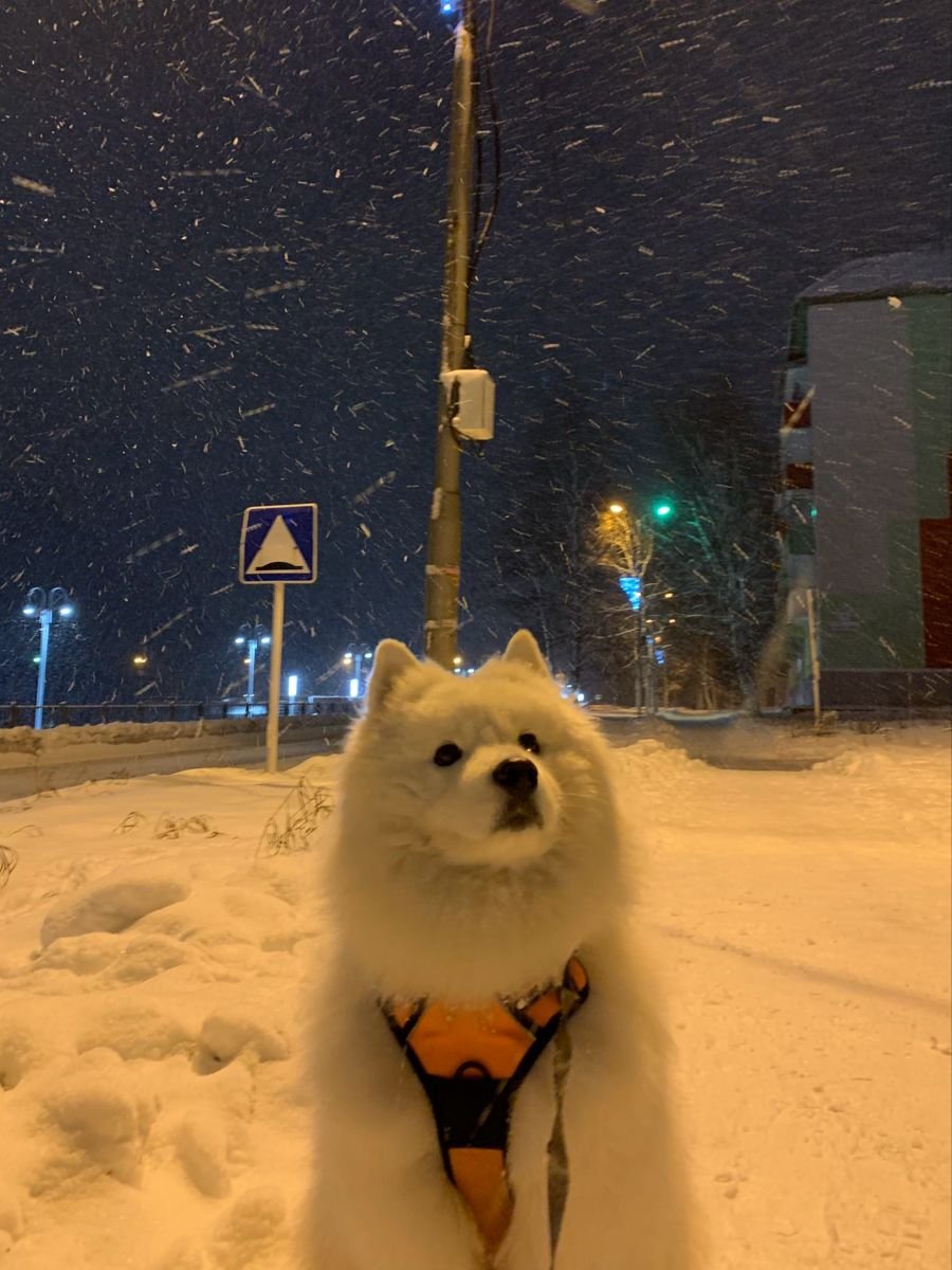 samoyed daily ☁️ tweet media