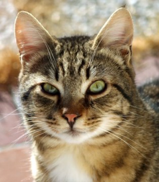 YabaLeftOnline tweet media