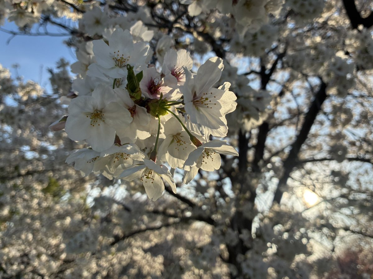 よき✳⚾️ tweet media