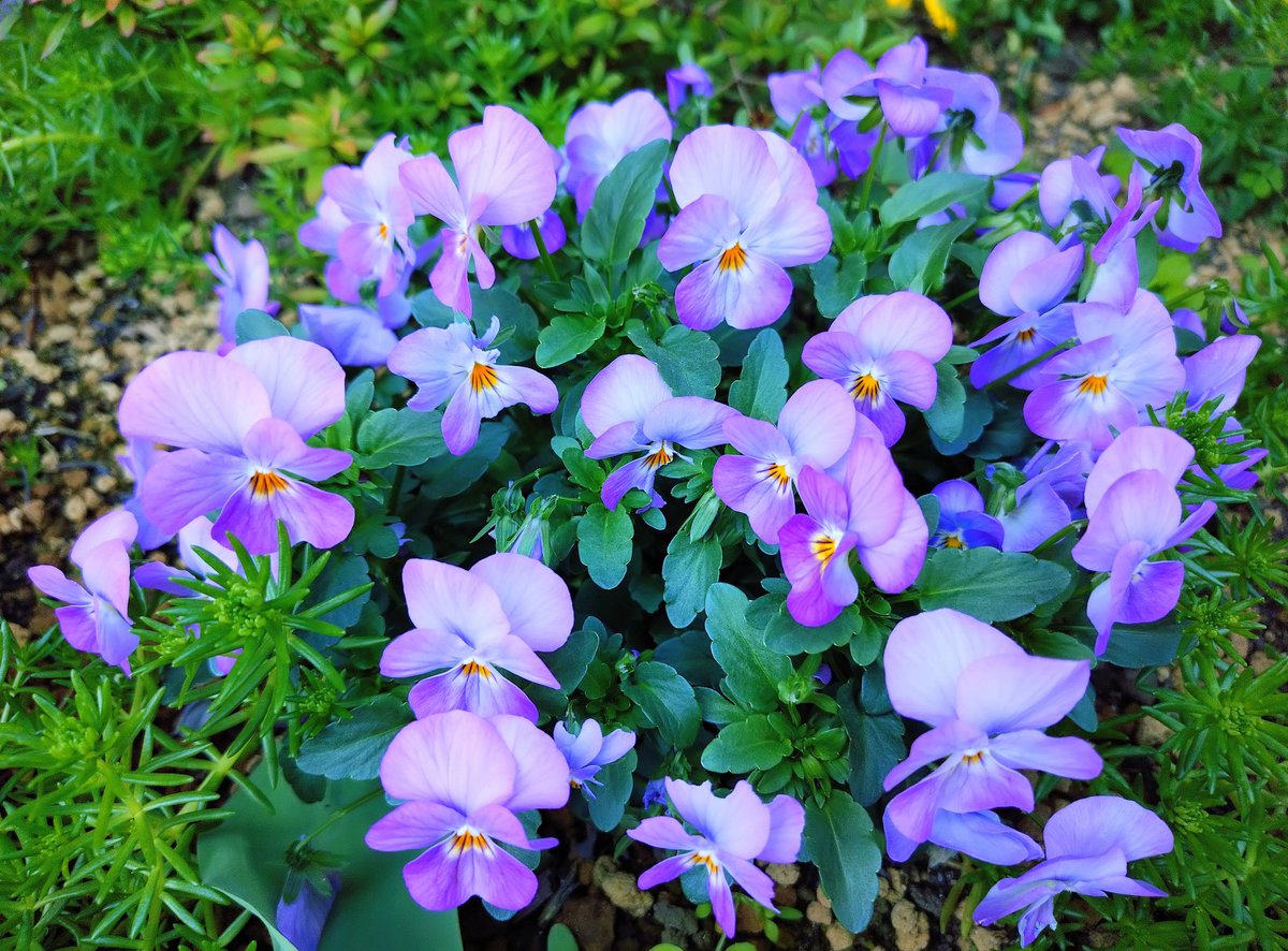 菊池隆志 tweet media