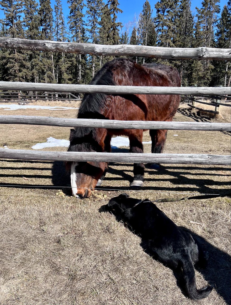 Rosco finally got to meet Windy, the feral mare!  We lured Windy back to camp with treats to meet Rosco BUT BEING PART LAB, he just wanted her food.