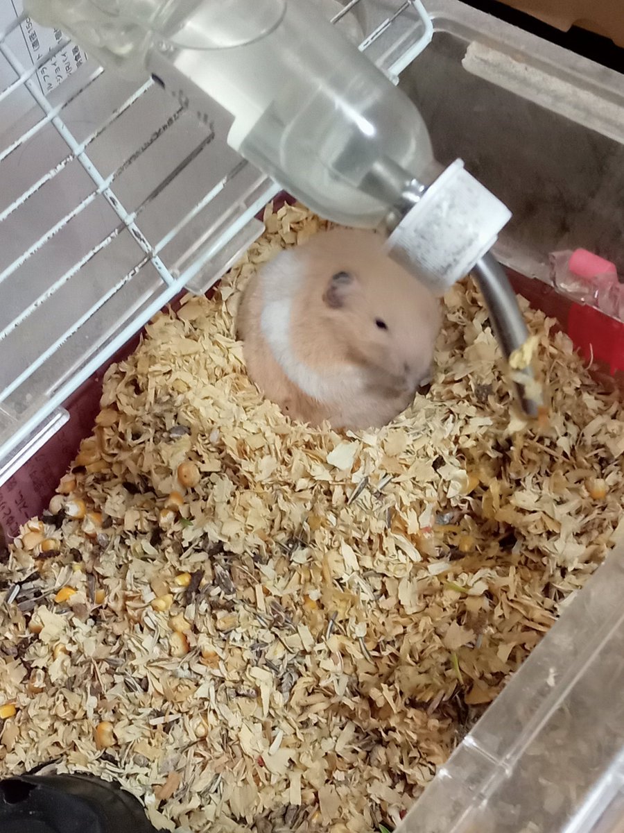 のぶみち🐣💙 tweet media