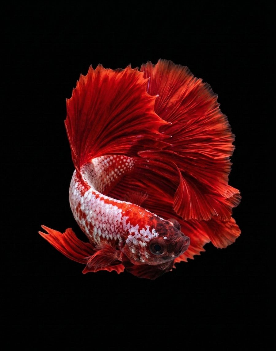 우해경 tweet media