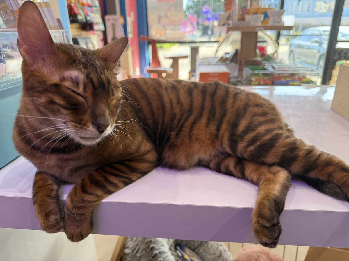 🍒🐁🪩🍉🐅 tweet media