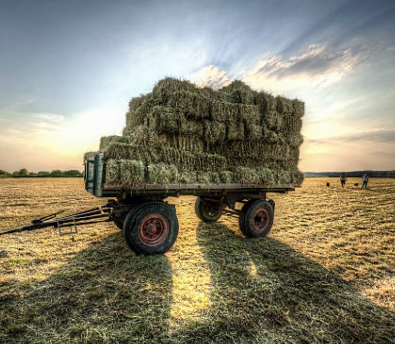 401_da_sarpanch's tweet image. #BORDER: 🇺🇸🇨🇦 U.S. Border Patrol Agents Apprehend Two Foreign Nationals Illegally Entering📍Champlain, New York From Quebec, Canada.

When Agents Searched The Area, The K9 Alerted Them Near A Hay Cart In Dense Vegetation. The Two Illegals Attempted To Flee But Were Apprehended.