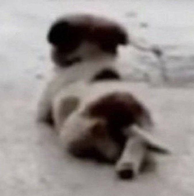 babsi🪼 tweet media