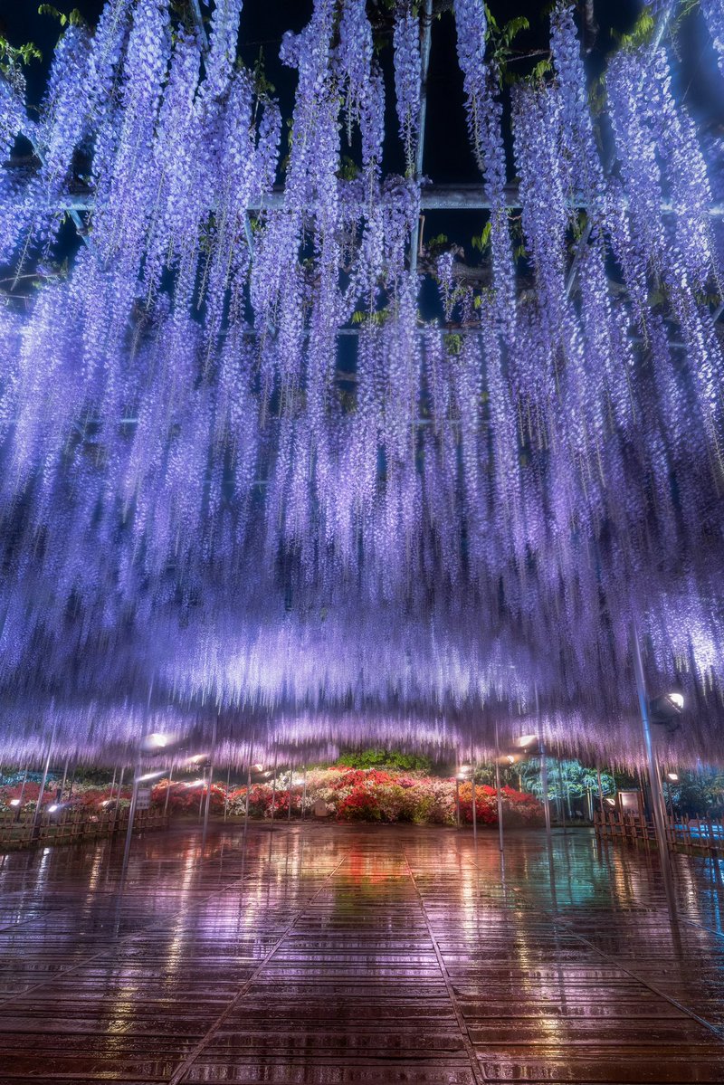 ポムの蒼。(ポムノアオ) tweet media