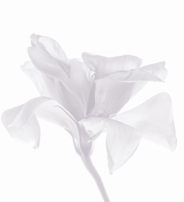 ᥴecy⁷ 𝚲𝗥𝗜𝗥໋𝝠̷͟N̶𝗚̶ vai ver o bts no cineꫂ᭪݁ tweet media