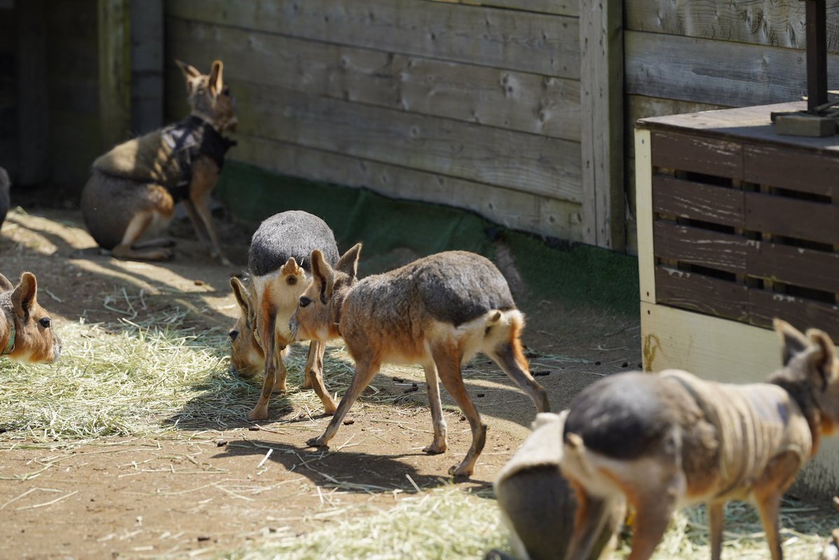 バラリ tweet media