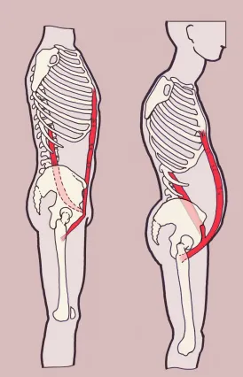 questmoosa's tweet image. Hairloss and posture

A lesser known "unique" way to improve hair-growth is to  simply fix your posture.

When you have poor posture for 90-95% of the day, the gut becomes compressed/SQUASHED - that is to say, that gut function becomes compromised due to compression -&amp;gt; lack of