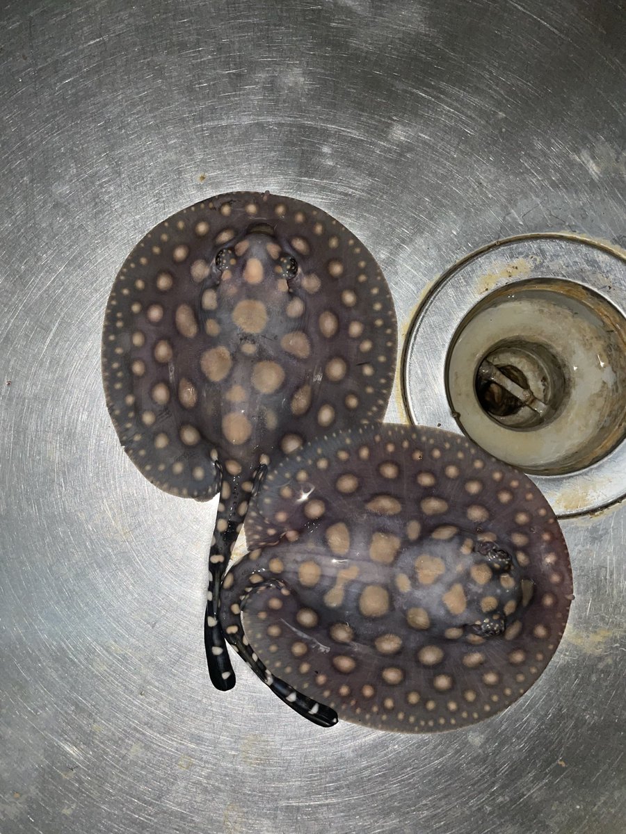 2枚産まれました😃
2枚は死産🥲
残念です💦
