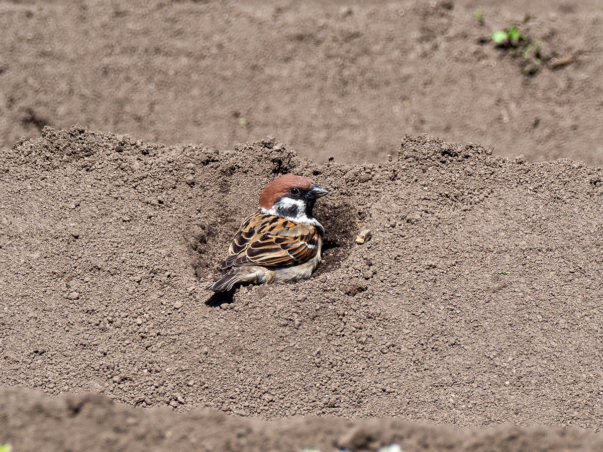 ごりぺん tweet media