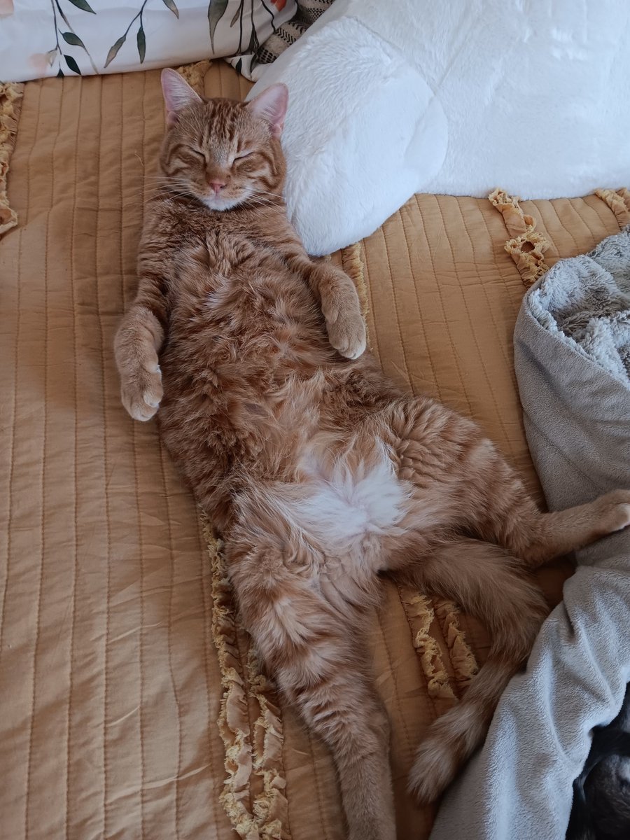 Dorian Aurora tweet media