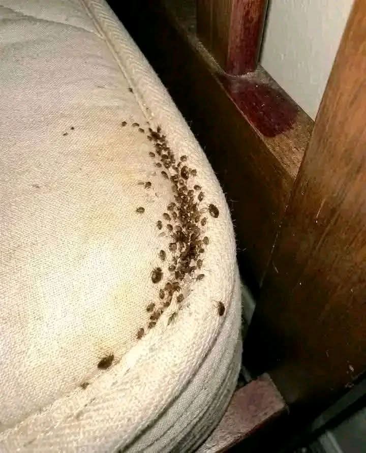 Roderick tweet media