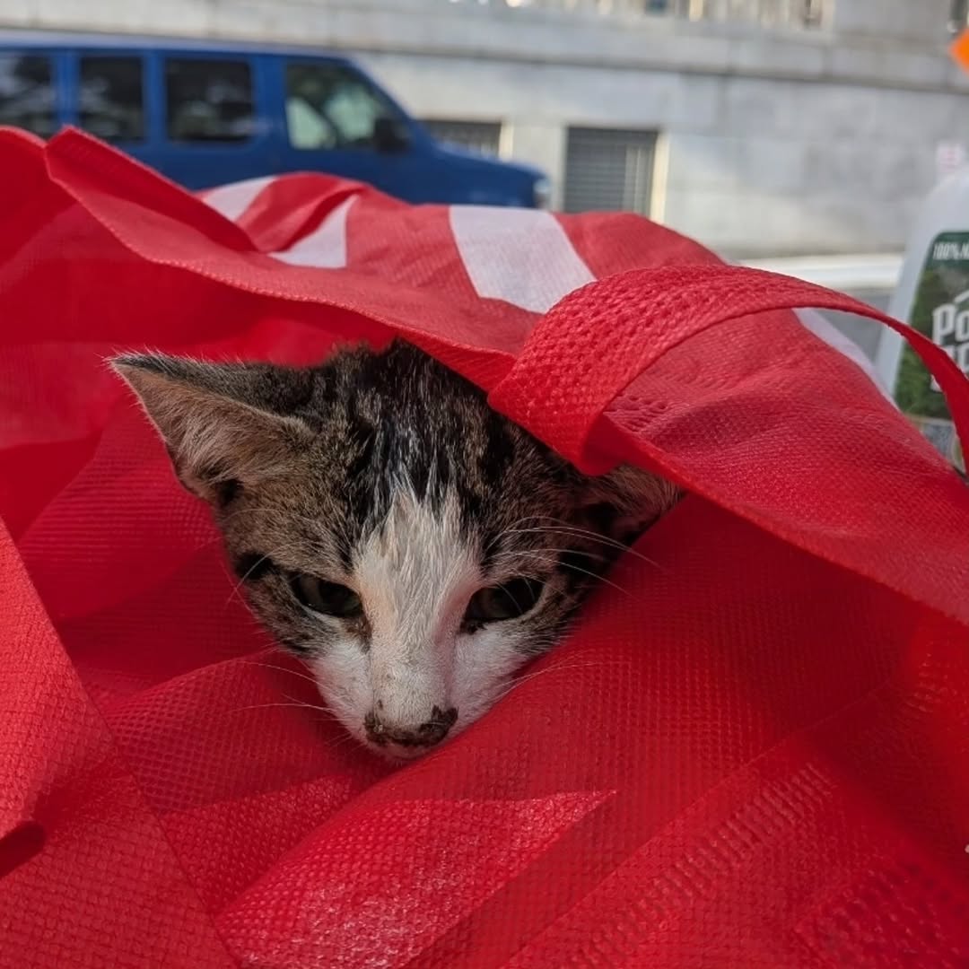 nbhzah14_hgkjfo's tweet image. UPDATE FOR CAMBERLY
He was humanely let go last night. As the runt of the litter and probably with a congenital condition, his tiny body couldn't overcome the challenges which could have been acute infection on top of a congenital defect.

PAYPAL INBIO PLEASE DONATE.