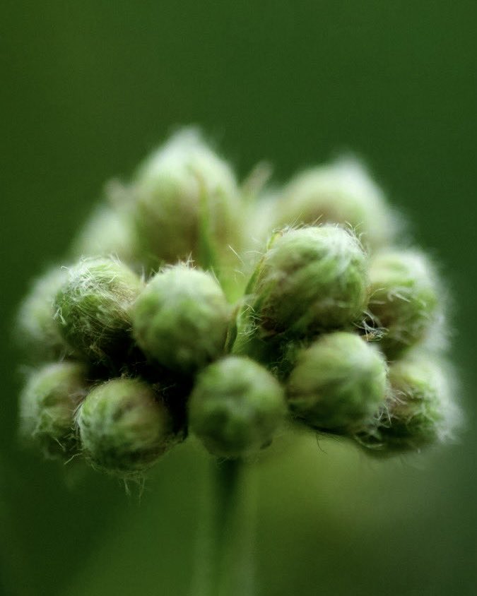 Macro Knowledge tweet media