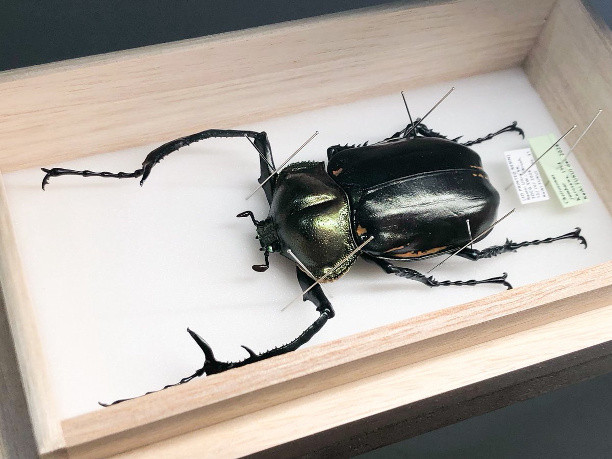 Keiki FUKUI 福井敬貴 tweet media