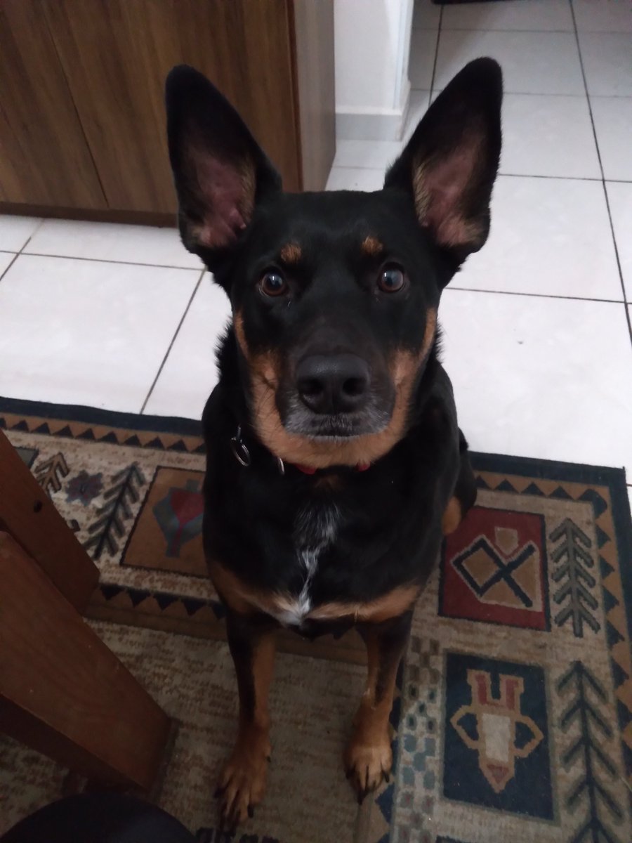 Happy pet day! 
Esfiha, when he got home and now, 3 years later  ❤️
#petday  #HappyPetDay