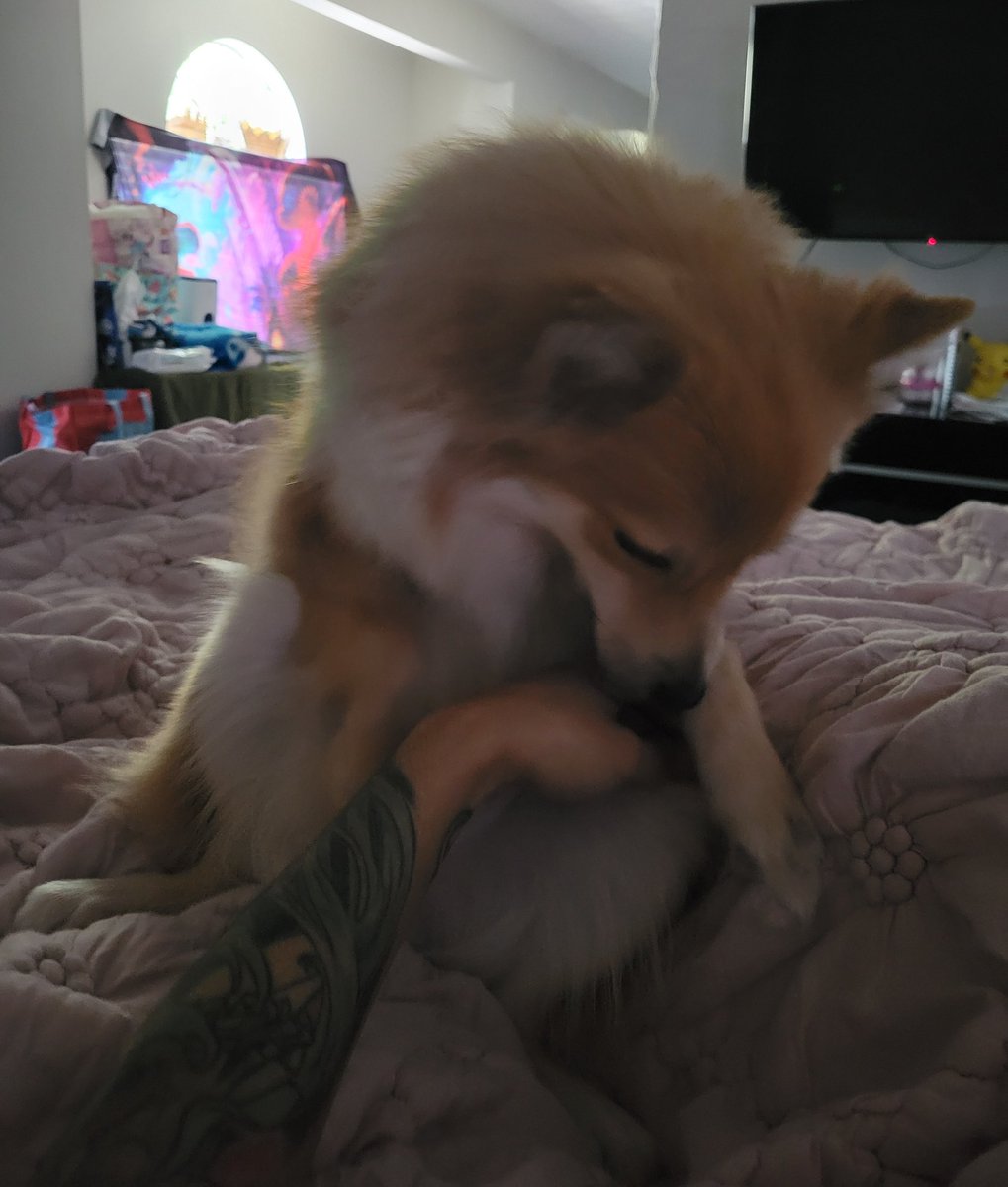 Kasumi Nee 🎀 tweet media